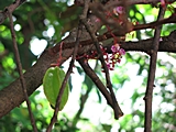 Kakaofrucht und Blüten