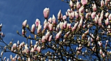 20.März, Magnolienbaum