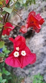 Bougainvillea