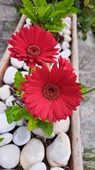 Gerbera