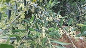 Olivenbaum in voller Bl&uuml;te