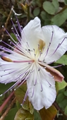 Kapernbl&uuml;te