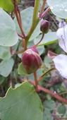 Kapernknospe