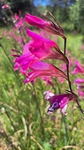 Sumpfgladiole