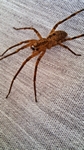 Nosferatu-Spinne, giftig