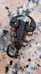 Skorpion