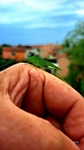 Besuch auf unserem Balkon