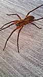 Nosferatu-Spinne, giftig