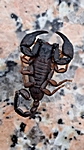 Skorpion