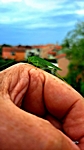 Besuch auf unserem Balkon