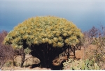 mit der älteste Drachenbaum