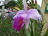 Wold Orchide