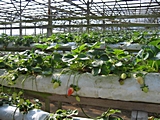 Besuch der Erdbeerfarm