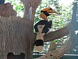 Freifliegender Nashornvogel im Bird Park