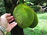 Jack Fruit am Baum. Muß aber nach viel wachsen.