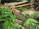 Monitor Lizard ca. 1,5m lang
