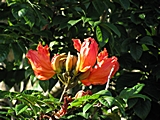Blüten des Flammenbaums