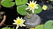 Schnapschuß mit Frosch