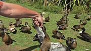 so fängt man Enten in Neuseeland :))