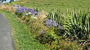 Agapenthus am Straßenrand