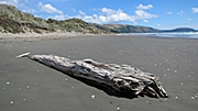 Treibholz am Strand