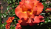 im Botanischen Garten