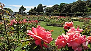 der Rosengarten