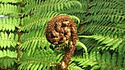 Baumfarn