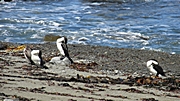 Das waren leider keine Pinguine