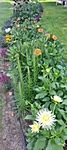 Dahlien entlang der Promenade