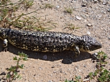Die Tannenzapfenechse (Bobtail Lizard) gehört zur Fam. der Skinke
