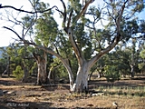 Bizarre Eukalyptusbäume