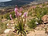 Wildblumen am Tafelberg
