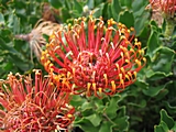 Proteas gibt es in vielen verschiedenen Arten