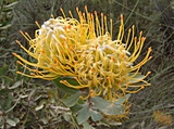Protea in Gelb